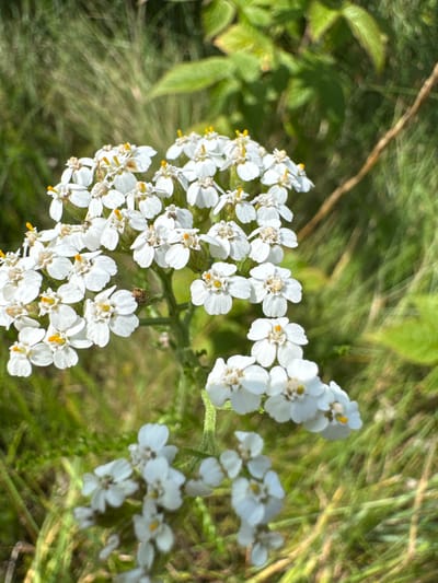 In Portovoe, Russia, a close-up, eye-level shot captures a cluster of white yarrow flowers blooming in a natural, outdoor setting. The flowers, with their delicate white petals and small yellow centers, are in sharp focus, while the background is a soft blur of green grass and foliage. Sunlight highlights the texture of the petals and the fine details of the flower stamens. Some of the blossoms show slight browning, suggesting they are past their peak. The overall impression is one of natural beauty and the fleeting nature of a summer bloom.