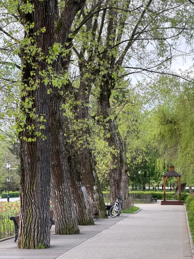 The image shows a path lined with mature trees in Akhieli, Georgia. The tree trunks are thick with textured bark. New leaves are sprouting on the branches. A paved path runs parallel to the trees, with a wooden planked area between the path and the trees. A bicycle is parked against one of the trees. In the background, a wooden gazebo-like structure can be seen along the path. A bench is visible near the bottom of the image. A lamppost stands amongst the grass near the bottom of the image.