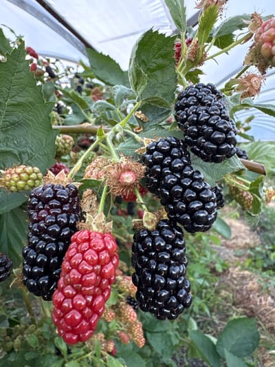 The image displays a close-up view of a blackberry bush laden with ripe and ripening fruit, set against a backdrop of greenery and a hint of a greenhouse structure. The foreground is dominated by several clusters of blackberries. Some berries are a deep, glossy black, indicating ripeness, while others are a vibrant red, suggesting they are still developing. A few clusters of green berries are also visible, further illustrating the different stages of fruit development. The berries are composed of many small drupelets, characteristic of blackberries.
The bush exhibits lush green leaves with serrated edges. Some of the spent flower calyxes are also visible, adding to the natural, agricultural scene. The background is somewhat blurred, with hints of dry vegetation and other plants, suggesting an outdoor or semi-outdoor growing environment. A white, reflective surface, possibly part of a greenhouse or protective covering, is visible on the left side of the image, indicating that the bush might be cultivated in a protected environment.
The lighting suggests it is daytime, with the natural light highlighting the glossy texture of the blackberries. There are no people or animals visible in the frame. The overall impression is one of abundance and the natural process of fruit growth. The location is specified as Pushkino, Ukraine. There is no visible text in the image.
