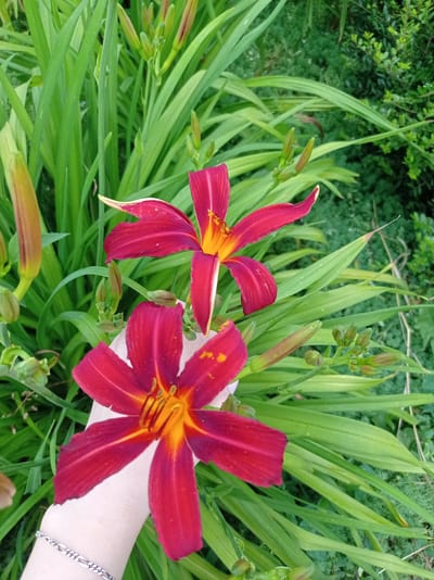 This is a close-up, eye-level, outdoor, medium shot of two dark red daylilies in bloom amidst lush green foliage. The flowers are prominently featured in the foreground, with the hand of an individual holding one of the flowers visible in the lower left quadrant of the image. The hand is adorned with a silver bracelet. The flowers exhibit vibrant yellow and orange centers with prominent stamens and pistils. The background consists of dense green leaves and some darker green bushes, suggesting a garden or natural setting. The lighting appears to be natural daylight, with soft shadows indicating an overcast sky or dappled sunlight. The image was taken in the city of Kubanskiy, Russia.