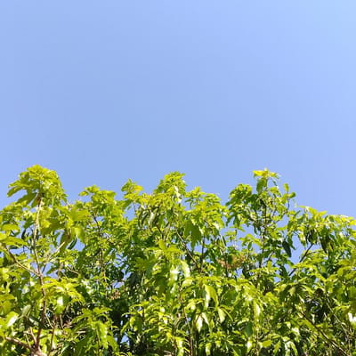 The image depicts the upper canopy of a deciduous tree against a clear, light blue sky. Vibrant green leaves, predominantly light green, are densely packed, with individual leaves and clusters visible across the lower two-thirds of the frame. Some smaller branches are discernible amidst the foliage. The sunlight appears to be illuminating the leaves from above, creating highlights. The sky occupies the upper third of the frame and is uniformly cloudless. No people, artificial structures, or other specific environmental markers are present. The scene is located in Estômbar e Parchal, Portugal.