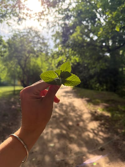 A hand holds a sprig of mint leaves, backlit by the sun. The hand is adorned with a silver bracelet. The background is blurred, showing dappled sunlight on a sandy path and the green foliage of trees. The scene suggests a sunny day in an outdoor, natural setting, possibly a park or wooded area. The sunlight creates a soft, bokeh effect in the background, and a lens flare is visible. The focus is on the vibrant green of the mint leaves and the texture of the hand. The image appears to be taken in the late afternoon or early morning due to the angle of the sun and the warm light. There is no visible text.