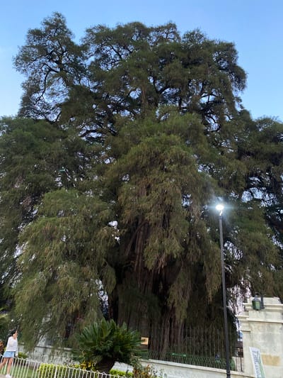 The image shows the Arbol del Tule, an ancient Montezuma cypress located in Santa María del Tule, Oaxaca, Mexico. It is a massive tree with a very thick trunk and a broad canopy of green foliage. A light post with an illuminated lamp is positioned near the tree, appearing within the foliage. A decorative fence partially surrounds the tree's base, near some foliage. The sky above is light blue. At the bottom right of the image, a glimpse of a person can be seen.