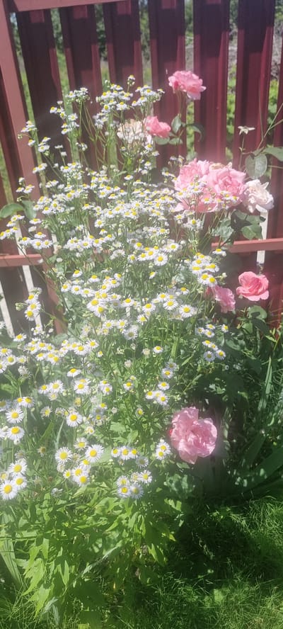 In the city of Chernomorskiy, Russia, a lush garden scene unfolds, bathed in bright sunlight. A wooden fence, painted a deep reddish-brown, forms the backdrop. In the foreground, a dense cluster of small white daisies with yellow centers fills the frame. Interspersed among the daisies are several soft pink roses in various stages of bloom, some unfurling delicately, others in full, plush display. The grass below is a vibrant green, suggesting a well-maintained outdoor space. The overall impression is one of natural beauty and tranquility, a snapshot of a blooming summer garden.