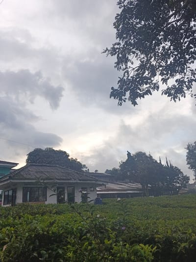 The image displays an outdoor scene in Kon Ra Kiah, Vietnam, under a heavily overcast sky with brighter light sources visible through the clouds, suggesting an early morning or late afternoon light. The foreground is dominated by a dense field of green, low-lying cultivated plants, consistent with a tea plantation, interspersed with occasional small, light-colored blossoms. In the midground, a single-story building with white walls and a dark, multi-faceted roof, possibly corrugated metal or tile, stands partially obscured by the foreground vegetation. Multiple dark-paned windows are visible along the building's facade. To the immediate left, a portion of a larger structure with a teal-colored upper section is discernible. Further to the right of the main building, a blue cylindrical object, likely a barrel or container, rests within the cultivated field. A thin, dark utility wire traverses the midground horizontally, crossing above the structures. The background consists of a dense treeline, featuring both broadleaf and taller coniferous trees, obscuring the distant horizon. No identifiable individuals are present, and no specific actions or interactions are depicted within the static scene.
