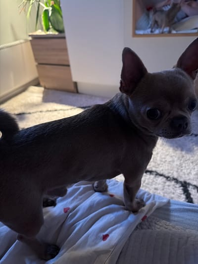 The image shows a close-up of a small, tan-colored dog, possibly a chihuahua, standing on a white, wrinkled surface that appears to be a blanket or duvet. The dog is facing towards the right of the frame, with its large ears perked up and its eyes wide open. A small, pink heart shape is visible on the white surface near the dog's paws. In the background, a wooden dresser is visible, with a plant on top. A radiator is also present on the left side of the image. The overall lighting suggests an indoor setting, possibly a bedroom. The image is taken at an angle, focusing on the dog.