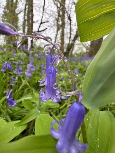 A close-up, slightly tilted, outdoor shot features bluebell flowers (Hyacinthoides non-scripta) covered in raindrops, likely in a garden or natural area, potentially in Chandler's Ford, United Kingdom. The foreground showcases several purple-blue, bell-shaped flowers with delicate, curled petals. The flower stems and leaves are covered in small, clear droplets of water. Larger green leaves with distinct veins are also visible, partially framing the bluebells. In the blurred background, there is a sea of similar bluebell flowers, suggesting a dense patch or woodland setting. Bare tree branches are also visible through the flowers in the background, indicating a natural environment.