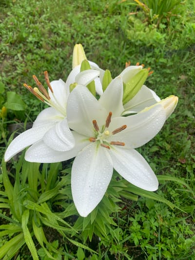 A close-up, outdoor, eye-level shot focuses on several white lilies with dew drops on their petals. The lilies are in various stages of bloom, with some fully open and others still budded. The stamens of the open flowers are visible, tipped with brown anthers. The foreground is dominated by the lilies and their lush green foliage, which also appears wet. The background consists of a blurred expanse of green grass and some taller green plants, suggesting a garden or natural setting. There are no people or animals present in the image. The scene is set in the city of Kavalerovo, Russia, and depicts a natural floral element in this location.