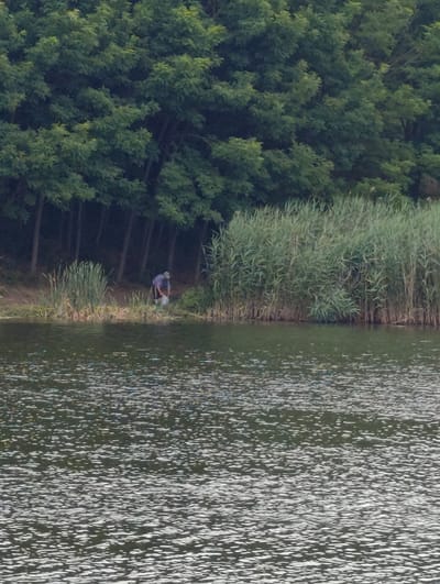 The image depicts a tranquil scene at the edge of a body of water, likely a lake or river, with a dense forest serving as a backdrop. The water's surface is rippled, reflecting sunlight in a shimmering pattern. Along the bank, tall reeds and grasses grow, transitioning into a thick wall of trees. A lone figure, seemingly a person, is partially visible near the water's edge, engaged in an activity involving a bucket. They are dressed in a plaid shirt and a hat, and their posture suggests they are bending over or reaching down. The overall impression is one of a peaceful, natural setting, possibly during the daytime. The lush green foliage of the trees and the reeds indicate a warm season. No visible text is present in the image. The scene evokes a sense of quietude and connection with nature, possibly a moment of fishing, collecting water, or tending to something by the water.