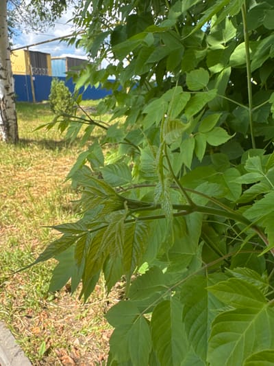The image captures a close-up view of vibrant green foliage, predominantly leaves and stems of a plant. In the background, a birch tree trunk is partially visible on the left. Beyond the foliage and tree, a blue fence runs horizontally, behind which are two shipping containers, one yellow and one light blue. A small evergreen shrub is situated between the fence and the shipping containers. The ground in the foreground and midground consists of dry grass and dirt, with a concrete curb visible along the bottom edge of the frame. The lighting suggests it is daytime with bright sunlight, casting shadows and highlighting the textures of the leaves. The scene appears to be an outdoor environment within a city, potentially a park or a residential area with some industrial elements. Based on the provided context, this scene is located in the city of Bogorodsk, Russia. No people or specific actions are depicted.