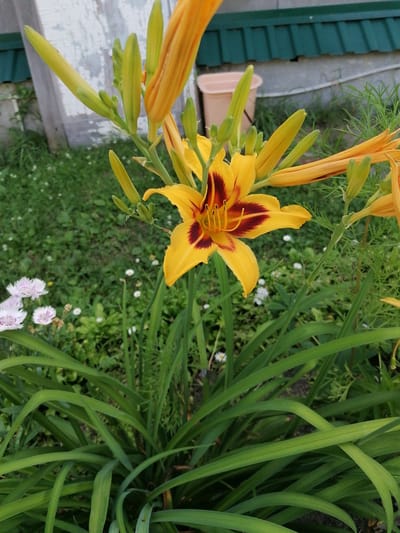 A bright yellow daylily with a dark red center bloom is in full view, dominating the foreground. The flower features six petals, with three outer petals extending outwards and three inner petals curving inwards. The stamens are visible in the center of the bloom. The daylily is surrounded by its long, green, sword-like leaves. In the background, other daylily buds are present, some still closed and green, others beginning to open and revealing their yellow and orange hues. To the left and further back, small clusters of delicate pink and white flowers are scattered amongst the greenery. The scene is set in a garden with lush green grass and some small white wildflowers. In the background, a portion of a light-colored, weathered wooden wall is visible, along with a green-tiled roof of a building. The environment suggests a residential garden setting in the city of Мыльниково, Russia, during a warm season.