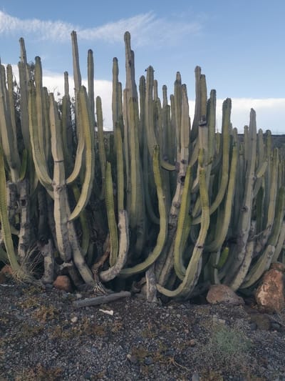 A large, dense clump of columnar succulent plants, consistent with *Euphorbia canariensis* (Canary Island spurge), dominates the scene in Granadilla de Abona, Spain. The plants feature numerous vertical, multi-ribbed stems ranging in color from greenish-gray to yellowish-green, extending upwards to various heights against a partially clouded blue sky. The bases of the stems are thicker and appear woody, emerging from dark, rocky soil or volcanic gravel. Scattered reddish-brown rocks and sparse, dry, low-lying vegetation are visible on the ground. Several pieces of dead wood or detritus lie on the ground immediately surrounding the plant bases. The upper sky displays wispy white clouds. No people, animals, or discernible artificial structures are present in the immediate foreground or midground. The distant background on the right is indistinct, suggesting open terrain. The scene is illuminated by natural daylight.