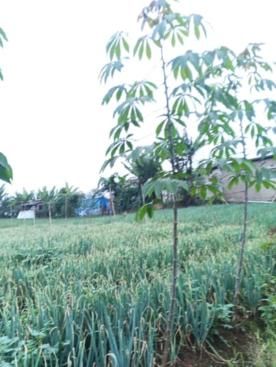 The scene depicts an agricultural field in Clacuc, Timor-Leste, under a uniformly bright, white sky. The foreground and midground are dominated by a dense crop of green, upright plants with elongated leaves, consistent with leeks or spring onions; some exhibit lighter or dried tips. Two young cassava plants, identified by their palmate green leaves and slender, woody stalks, are positioned in the right half of the foreground. The background features a line of tropical trees and dense foliage, including discernible banana plants. Partially visible behind this greenery are three structures: a light-toned building on the far left, a prominent blue tarp-covered structure or tent in the center-left, and another light-toned building situated to the right. No individuals, actions, or interactions are present.