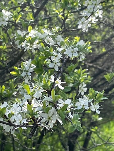 The image shows a close-up view of a tree branch in bloom. The flowers are small and white, with delicate petals. The leaves are green and oval-shaped. The background is blurred, but appears to be a forest or wooded area. The location is stated to be in the city of Barkach, Bulgaria.