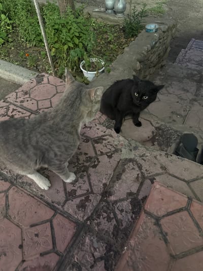 A high-angle, full shot captures two cats outdoors. The cat in the foreground is a gray tabby with white paws, lying on its side on patterned pavement tiles. In the background, a black cat sits on a raised stone border, looking up and to the right with wide, alert yellow eyes.
The setting appears to be a residential yard or outdoor area. The ground is covered with hexagonal, reddish-brown tiles that are somewhat worn and stained. To the left of the cats, there is a patch of green plants and some gravel. A white plastic pot with green leaves is visible among the plants. In the upper left corner of the image, there's a glimpse of some metallic, cylindrical objects, possibly part of a fence or railing. Behind the black cat, a black flip-flop is visible, suggesting human presence.
The lighting suggests it is daytime, possibly overcast given the lack of strong shadows. The overall scene is casual and appears to be in a rural or suburban location, consistent with the provided location context of a village in Kazakhstan. The cats' expressions and poses don't indicate any particular distress or excitement, suggesting a calm moment. There is no visible text in the image.