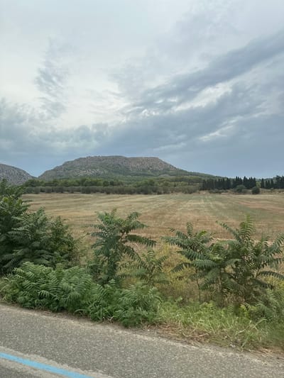 The image displays a rural landscape situated within Torroella de Montgrí, Spain. The scene is dominated by an overcast sky, filled with an extensive layer of grey and white clouds. In the background, a prominent, irregularly shaped mountain or large hill with a rocky, sparsely vegetated surface occupies the upper-middle section of the frame. To its left, a smaller, partially visible mountain peak is present.
The midground features a wide, flat expanse of agricultural fields, appearing recently harvested with dried, golden-brown stubble covering the ground and exhibiting linear plowing patterns. A dense line of dark green trees, consistent with olive groves, runs horizontally at the base of the main mountain, separating it from the fields. Further to the right, a distinct row of tall, slender, dark green coniferous trees stands at the edge of the fields.
The immediate foreground includes a segment of an asphalt road or paved shoulder, distinguished by its dark grey surface and a faint blue line visible along the lower-left edge. Adjacent to the road is a dense strip of unmanaged green vegetation, comprising several plants with prominent pinnately compound leaves, smaller ferns, and various grasses. No individuals, animals, or constructed elements are visible within the depicted environment. The lighting is diffused, consistent with the cloudy sky.