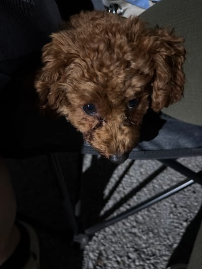 A close-up, low-angle shot shows a small, fluffy brown poodle lying on someone's lap. The dog's fur is curly and appears to be a rich reddish-brown. Its dark eyes are looking upwards, and its black nose is visible. The poodle is resting on a person's dark grey trousers. Behind the dog, a dark fabric, possibly part of a bag or a piece of clothing, is visible. The background is dimly lit, suggesting it might be nighttime or an indoor setting with low light. The ground beneath the dog appears to be rough and pebbly, with some metal chair legs casting shadows. The overall mood of the image is intimate and calm, with the focus entirely on the adorable poodle. No text is visible in the image.