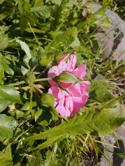 The image shows a close-up of a pink rose in a garden setting. Several rose buds are visible, some partially opened and others still closed. The rose is surrounded by green leaves and some blades of grass. A stone or concrete path is visible in the background, partially obscured by the foliage. The lighting suggests it is daytime, with sunlight casting shadows. The scene is likely outdoors in a natural environment, possibly a backyard or park. The location is identified as Ширяево (ильинский), Russia.