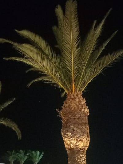 A close-up shot of a palm tree trunk and its fronds is shown against a dark, night sky. The trunk is textured and rough, illuminated from below by a warm light that casts shadows and highlights its surface. The fronds are broad and green, with some appearing slightly yellowed, fanning out in various directions. The fronds are also illuminated, making their intricate patterns visible. In the lower left portion of the image, a cluster of smaller, younger palm trees are visible, also appearing green and healthy. The overall scene suggests an outdoor setting in Kos, Greece, likely in a garden or along a street illuminated at night.