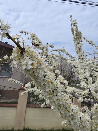 The image shows a close-up of a flowering tree branch in full bloom, likely in Razdelna, Bulgaria. The flowers are small, white, and densely packed along the branch. A bee is seen hovering near the flowers, presumably collecting pollen. In the background, elements of an urban environment are visible, including a house and power lines against a sky with light clouds. The perspective is angled upwards towards the branch.