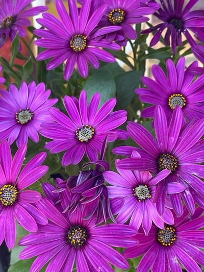 The image displays a close-up, overhead view of a cluster of vibrant purple Osteospermum flowers. The flowers, also known as African daisies, exhibit their characteristic daisy-like appearance with numerous slender petals radiating from a central disk. The disks of the flowers are a dark gray color with prominent yellow stamen. The petals range in shade from a deep violet to a lighter, almost lavender hue, with some flowers showing darker, more mature petals, while others appear brighter and fresher. The background is a blur of green foliage and hints of a reddish-orange object, suggesting an outdoor setting. The lighting appears to be natural daylight, casting soft shadows and highlighting the delicate texture of the petals. There are no people or any objects other than the flowers and foliage visible in the image. The scene is entirely natural and botanical.