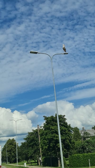 A white bird with black wingtips and a red beak is perched on a street lamp against a backdrop of a blue sky with scattered white clouds. The street lamp has a modern design with two lights. In the background, there are lush green trees, other street lamps, and some buildings, suggesting an outdoor urban or suburban setting. The scene appears to be in Nausodis, Lithuania, based on the context.