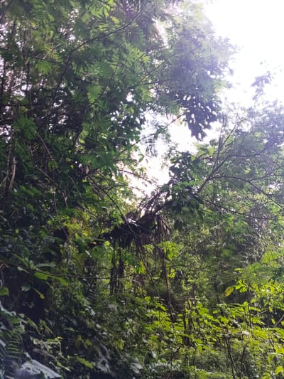 The image displays an upward-angled view into a dense, multi-layered arboreal canopy located in Desa Mburukulu, Indonesia. The scene is dominated by various shades of green vegetation, with light filtering from a bright, overexposed white sky visible through numerous irregular gaps in the foliage. Intertwined tree branches, ranging from thick and dark to slender and light green, support an abundance of diverse leaves, including many with pinnately compound structures and other broader green foliage. Numerous dark, string-like vines or aerial roots hang vertically throughout the mid-ground and lower portions of the visible canopy. No human subjects, animals, or man-made objects are present. The environment is characterized as a lush, tropical or subtropical forest.