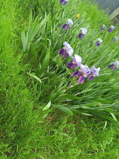 The image depicts a patch of grass with several blooming purple and white irises. The irises are interspersed amongst the grass and their long green leaves. There is an out-of-focus yellow flower in the background. The image was taken outside in daylight. The location is not discernible as Popintsi, Bulgaria without additional details.
