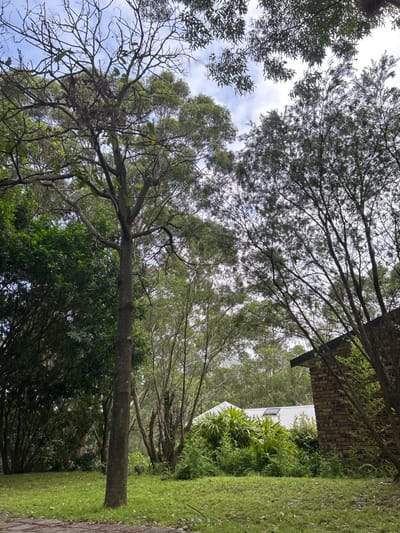 A tilted perspective captures a landscape filled with trees against a partially cloudy sky. A building, partly brick and partly white, is nestled among lush green foliage and grass. The trees' branches reach upwards, some bare and some filled with leaves, creating a dense canopy effect against the sky.