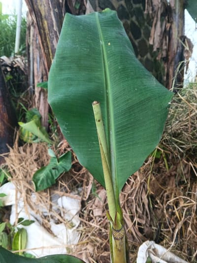 The image depicts a close-up of a banana plant in an outdoor, vegetated environment within the city of Banteay Srei, Cambodia. The central subject is a large, unfurling, deep green banana leaf, characterized by prominent parallel venation and a slightly corrugated texture. In front of this leaf, a younger, cylindrical, light green stalk, possibly an emerging leaf petiole, extends upwards, revealing a distinct cross-section with concentric rings at its cleanly severed or broken apex. The base of this stalk shows a darker green and reddish-brown coloration.

The immediate background and foreground consist of a dense accumulation of dried, fibrous vegetation, primarily straw-colored and brown, indicative of organic detritus or mulch. Scattered within this ground cover are patches of green foliage, including partially visible leaves of other plants. To the left and right, vertical elements resembling the textured, brownish-grey pseudostems of mature banana plants are visible. In the lower left quadrant, a crumpled piece of white material, consistent with plastic or fabric, lies amidst the dried vegetation. No people or animals are present, and no specific actions or interactions are occurring beyond natural plant growth. The lighting suggests an overcast or shaded outdoor setting.