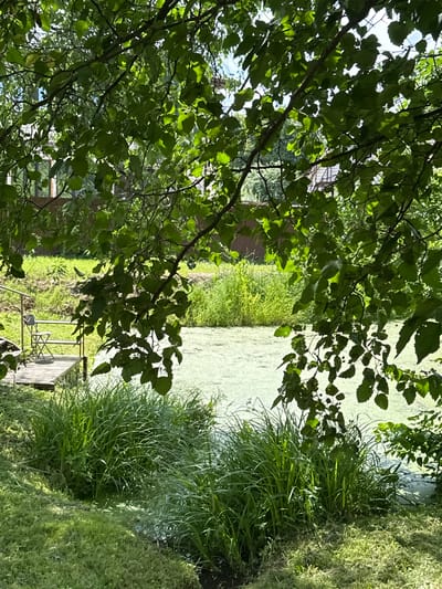 The image depicts a serene natural scene, likely in the city of Ерино, Russia, featuring a body of water covered in a light green film, possibly algae or duckweed. Tall, lush green grass grows along the bank of the water. In the foreground and framing the upper portion of the image are the branches and leaves of a tree, casting dappled shadows. To the left, a wooden dock with a railing and a small metal chair is visible, extending towards the water. The background shows more greenery and a fence. The overall impression is one of a tranquil, sunlit, outdoor environment, possibly a pond or small lake in a park or private property. There are no people visible in the image.