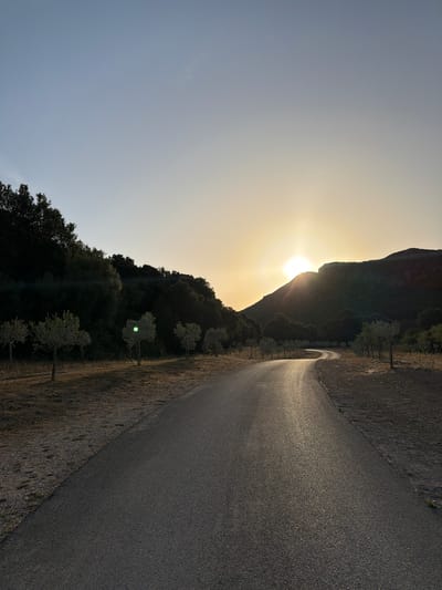 A paved road winds through a natural landscape in Artà, Spain, under a clear sky at sunset. The sun is partially obscured by a dark, mountainous silhouette on the right side of the image, casting a warm glow across the scene. The road, illuminated by the setting sun, reflects the light, creating a glistening effect. On the left side of the road, a dense forest with dark green foliage rises, contrasting with the dry, yellowed grass and scattered small trees with light green leaves that line the roadside. The terrain appears somewhat arid. There are no people or animals visible in the image.