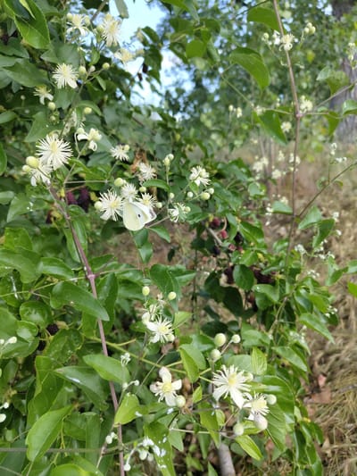 A white butterfly is perched on the white flower of a leafy vine, which is also bearing dark purple berries. The vine is growing outdoors in a natural environment, possibly a park or garden, with dappled sunlight filtering through the leaves. The background consists of blurred green foliage and hints of a dry, grassy area. The image appears to have been taken in Krushare, Bulgaria.