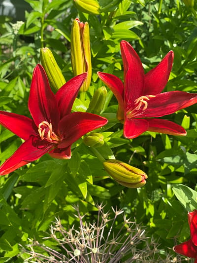 The image is a close-up, eye-level shot of red lilies in a garden. Two open red lilies are in focus, with their petals spread wide and their yellow stamens visible. Several green lily buds are also present, some appearing tightly closed and others partially unfurled. The background is filled with lush green foliage, suggesting a sunny day. In the foreground, a spiky, dried seed head, possibly from an allium, adds a contrasting texture and color. The scene is located in Nikolayevka, Russia.