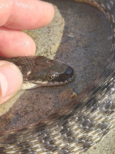 A close-up shot shows a person's fingers gently holding the head of a snake. The snake's scales are visible in shades of brown and grey, with a distinct pattern. The snake's eye, with a dark pupil and a yellowish iris, is clearly visible. The background consists of a sandy and rocky surface, possibly near water, indicated by the wetness on the snake and fingers. The lighting suggests it is daytime, with sunlight creating highlights and shadows. The setting appears to be outdoors in a natural environment. The activity is the examination or handling of the snake by a person. No visible text is present in the image.