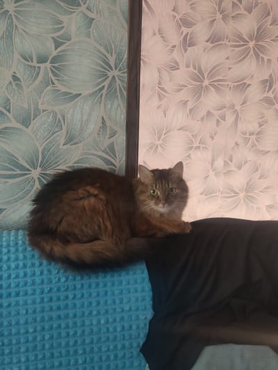 A fluffy brown cat with green eyes is sitting on a dark surface, possibly a sofa or chair. The cat is positioned on the right side of the frame, facing the viewer. Its body is curled up, and its tail is tucked around its body. The cat's fur is a mix of brown and reddish-brown colors.
Behind the cat, there is wallpaper with a floral pattern. The wallpaper on the left is a light blue-green with a repeating pattern of large, stylized leaves. The wallpaper on the right is a light pink or peachy color with a similar floral pattern, but the flowers appear to be more open and delicate. A vertical wooden frame or divider separates the two wallpaper sections.
In the foreground, to the left of the cat, a textured turquoise surface is visible. This is likely part of the seating the cat is on, perhaps a throw blanket or cushion. The overall lighting suggests an indoor setting, possibly during the day or evening. The cat appears alert and relaxed. There is no visible text in the image. The location context provided is Salavat, Russia.