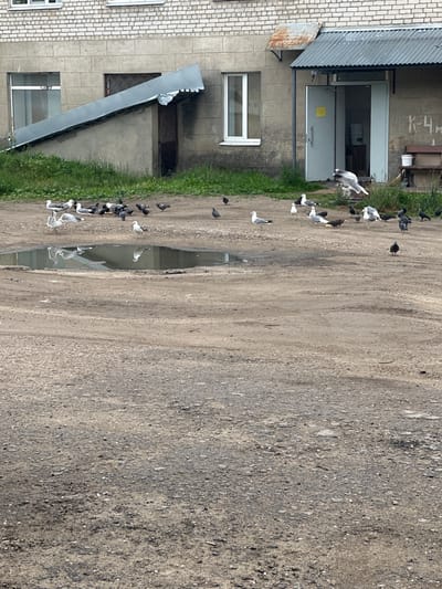 The image shows an outdoor scene in front of a brick and concrete building. The building appears to be an institutional or industrial structure with several windows and a metal awning over an open doorway. There is a gravel and dirt ground surface with a large puddle in the foreground. A flock of pigeons and seagulls are gathered on the ground, some near the puddle. In the background, there is graffiti on the building wall and a wooden bench with a white bucket. The sky is overcast. The location is identified as Lyudinovo, Russia.