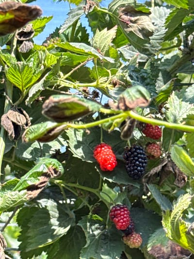 The image shows a close-up of a blackberry bush with ripe and unripe berries. The berries are a mix of deep purple, red, and green. The leaves are green and serrated, with some showing signs of dryness or disease. A thin, thorny stem runs vertically through the frame. The background is a bright blue sky, suggesting it is daytime and likely fair weather. The scene is outdoors, likely in a garden or field where blackberries are grown. There are no people or text visible in the image. The focus is on the berries and foliage, highlighting the natural beauty of the fruit on the vine.