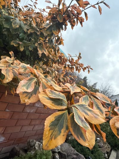 The image presents a close-up, upward-angled view of a dense shrub featuring variegated foliage, located in Krasnooktiabrskiy, Russia. The leaves, primarily ovate, exhibit a pattern of dark green centers transitioning to vibrant yellow, orange, and reddish-pink margins. Multiple water droplets are visible on the leaf surfaces, indicating recent moisture. In the lower left background, a reddish-brown brick wall with clearly defined horizontal mortar lines is partially visible. The lower right background shows an assortment of grey rocks and dark green ground cover vegetation. The upper portion of the image is dominated by an overcast, light grey sky. No people, animals, or discernible actions or interactions are depicted within the frame. The scene conveys a static, outdoor environment.