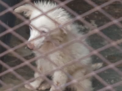 A fluffy, white puppy sits sadly behind a wire mesh fence. Its coat appears slightly disheveled. The pup has downturned eyes and seems to be gazing downward. The background is blurry and indistinct. The wire mesh is the most prominent element in the foreground, creating a sense of confinement.