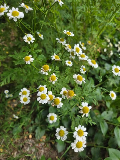 A close-up, eye-level shot captures a cluster of small white and yellow daisy-like flowers. The flowers, some in full bloom and others slightly wilted, are interspersed with vibrant green foliage. The background is a blur of more greenery and hints of brown soil. The lighting suggests an overcast day, as there are no harsh shadows. The image appears to be taken in a natural outdoor setting, possibly a garden or a park. Given the provided location of Doneztebe / Santesteban, Spain, this scene likely depicts a common wildflower or cultivated plant found in the region. No people or animals are present in the frame, and no specific actions or interactions are depicted, focusing solely on the botanical subject matter and its immediate surroundings.