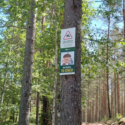The image depicts a forest scene in Skuķīši, Latvia, with two signs attached to a large pine tree. The signs are white with text and graphics. The upper sign is a triangular warning sign with a camera icon, indicating video surveillance. Below this, text reads "TIEK VEIKTA VIDEONOVĒROŠANA," meaning "Video surveillance is being carried out" in Latvian. The lower sign features a cartoon acorn character pointing towards a garbage bag and reads "KO IENESI, TO IZNES!" which translates to "Take out what you bring in!" This implies a message about littering and waste disposal. The surrounding environment is a dense forest with tall pine trees and some deciduous trees. Sunlight filters through the leaves, creating dappled light on the forest floor, which appears to be a dirt path. No people or animals are visible in the image.