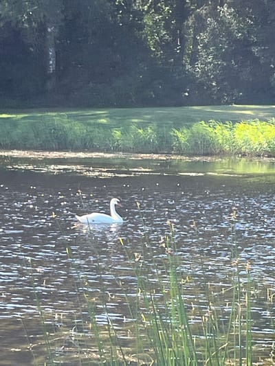 A white swan glides across a dark, rippling body of water. The water reflects the dappled sunlight, creating many bright highlights. Tall green reeds or grasses line the edge of the water in the foreground, with some stalks rising higher than others. In the background, a lush, green, tree-covered bank slopes upward. The trees are dense and dark, with some lighter patches of leaves where sunlight penetrates. The scene appears to be a natural body of water, possibly a pond or lake, situated in a park-like or natural setting within Vangaži, Latvia.