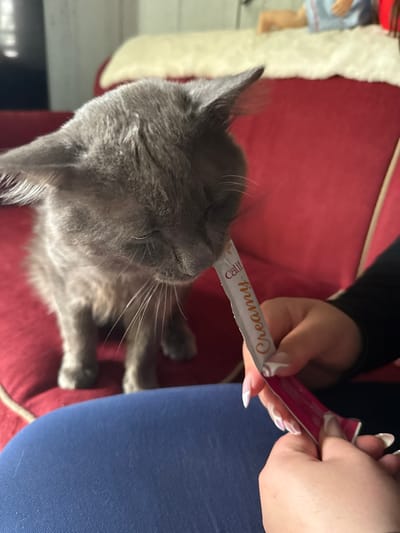 A gray cat is on a red couch with a human hand holding a creamy treat tube. The cat is leaning forward and sniffing the tube. The couch is partially covered by a white fluffy blanket. In the background, a person wearing a blue shirt is lying on the blanket. The scene appears to be in a home in Girard, United States of America.