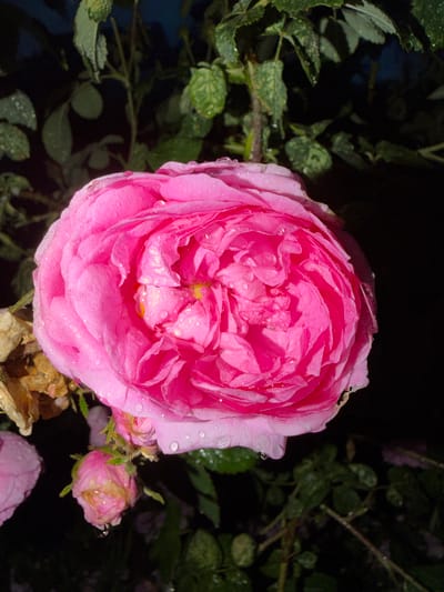 A close-up, low-angle shot focuses on a large, vibrant pink rose in full bloom, covered in glistening water droplets. The rose is the dominant subject, its densely packed petals a rich fuchsia. To the left of the main rose, a smaller, partially bloomed pink rose bud is visible, also speckled with water. Behind the roses, dark green foliage with some water droplets is slightly out of focus, creating a blurred background that emphasizes the flowers. The overall lighting is dim, with highlights on the water droplets and petals suggesting an artificial light source or the aftermath of rain at night. The scene appears to be outdoors, likely in a garden setting in the village of Shemordan, Russia, given the context. There are no people or animals present.