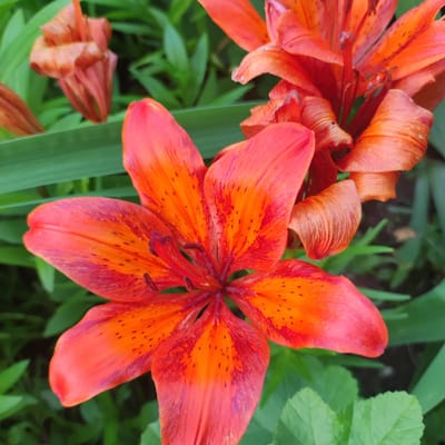 This is a close-up, high-angle shot of an orange lily flower in bloom, surrounded by green foliage. The flower is in sharp focus, with its petals displaying a gradient of orange and red hues, dotted with small dark spots. The stamen and pistil are visible at the center of the flower. To the right and in the background, other lily flowers and buds are partially visible, some appearing to be in various stages of wilting. The overall environment suggests an outdoor setting, likely a garden. There are no people or animals present in the image. The image has been taken in Kineshma, Russia.