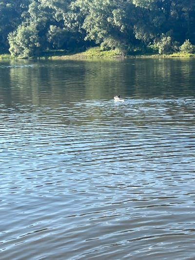 The image captures a serene natural scene with a focus on a body of water, likely a river or lake, reflecting the surrounding environment. On the left side of the frame, lush green trees line the bank, their dense foliage creating a sense of abundance and natural beauty. The water's surface is rippled, with vertical streaks of light and shadow suggesting movement and depth.

In the water, a solitary duck is visible, swimming gracefully. The duck appears small against the vastness of the water, adding a touch of life and scale to the landscape. The reflection of the trees and sky on the water's surface creates a slightly distorted, Impressionistic view of the scene. The overall atmosphere is peaceful and tranquil, evoking a sense of calm and connection with nature. The lighting suggests it is daytime, possibly late afternoon given the gentle quality of light. While the exact location is identified as Vadul lui Vodă, Moldova, the image itself focuses on universal elements of a natural waterscape. There is no visible text in the image.