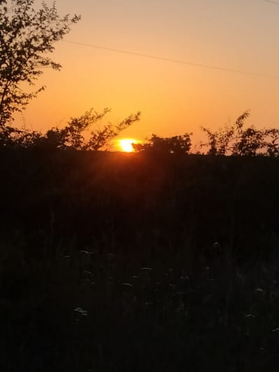 The image depicts a rural sunset scene in Zherebkove, Ukraine. The setting is a field with tall grass and scattered white wildflowers, silhouetted against the vibrant orange sky. The sun is low on the horizon, partially obscured by dark vegetation and trees, casting a warm, ethereal glow. A delicate strand, possibly a power line or a thin branch, stretches across the upper part of the sky, adding a subtle linear element to the composition. The overall mood is peaceful and serene, characteristic of a tranquil evening in the countryside. The time of day is clearly sunset, with the warm hues of the sky indicating the sun is setting. There is no visible text in the image.