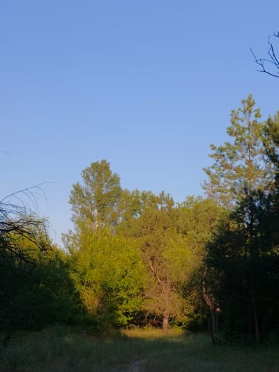 The image depicts a natural scene with a clear blue sky above a dense forest. The forest is a mix of deciduous and coniferous trees, with sunlight filtering through the canopy, creating patches of light on the ground. In the foreground, there is tall grass and a dirt path winding through the vegetation. The overall impression is one of a peaceful, natural environment, possibly a park or woodland area. The location is identified as Shyroke, Ukraine.