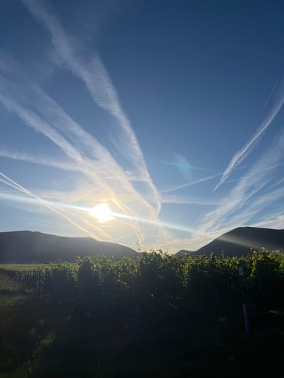 The image shows a vineyard in Flemlingen, Germany, bathed in the warm glow of the setting sun. The sky is a vibrant blue, crisscrossed with numerous white contrails, giving the impression of a busy flight path. The sun, low on the horizon, casts a bright glare that obscures some of the details of the surrounding hills. The vineyard itself is a lush expanse of green, with rows of grapevines stretching across the frame. The leaves of the vines are illuminated by the sunlight, creating a dappled effect. In the foreground, the grass is a deep green, with long shadows cast by the setting sun. The overall impression is one of natural beauty and tranquility, with a hint of human activity in the form of the contrails in the sky.